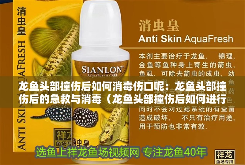 龍魚頭部撞傷后如何消毒傷口呢：龍魚頭部撞傷后的急救與消毒（龍魚頭部撞傷后如何進(jìn)行有效的消毒處理）