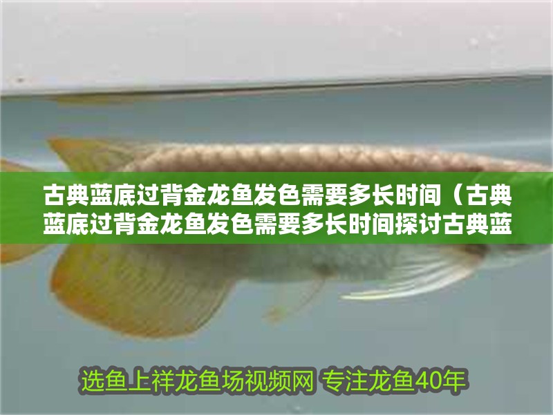 古典藍(lán)底過背金龍魚發(fā)色需要多長時間（古典藍(lán)底過背金龍魚發(fā)色需要多長時間探討古典藍(lán)底過背金龍魚發(fā)色）