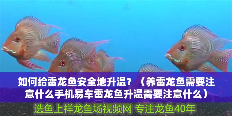如何給雷龍魚安全地升溫？（養(yǎng)雷龍魚需要注意什么手機易車?yán)堲~升溫需要注意什么）