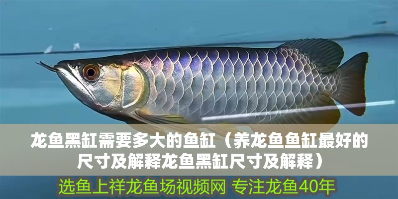 龍魚黑缸需要多大的魚缸（養(yǎng)龍魚魚缸最好的尺寸及解釋龍魚黑缸尺寸及解釋）