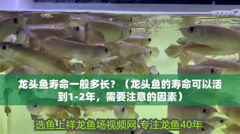 龍頭魚壽命一般多長？（龍頭魚的壽命可以活到1-2年，需要注意的因素）