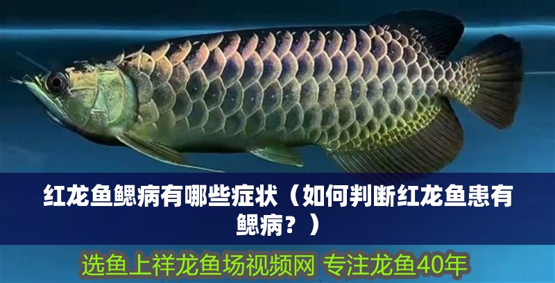 紅龍魚鰓病有哪些癥狀（如何判斷紅龍魚患有鰓病？）