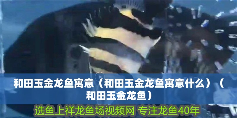 和田玉金龍魚寓意（和田玉金龍魚寓意什么）（和田玉金龍魚）