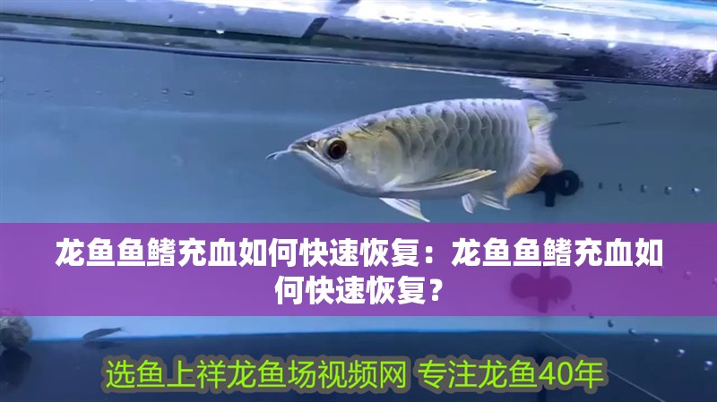 龍魚魚鰭充血如何快速恢復(fù)：龍魚魚鰭充血如何快速恢復(fù)？ 龍魚魚鰭充血如何快速恢復(fù)：龍魚魚鰭充血如何快速恢復(fù)？ 水族問答
