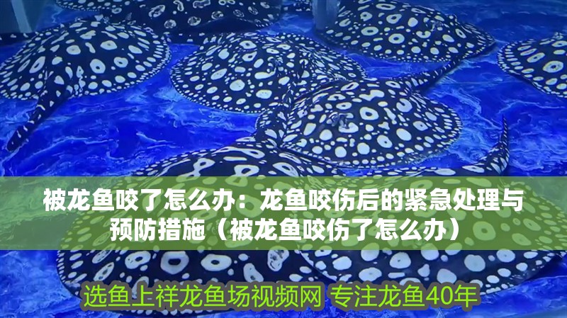 被龍魚咬了怎么辦：龍魚咬傷后的緊急處理與預防措施（被龍魚咬傷了怎么辦） 被龍魚咬了怎么辦：龍魚咬傷后的緊急處理與預防措施（被龍魚咬傷了怎么辦） 水族問答