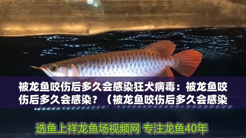 被龍魚咬傷后多久會感染狂犬病毒：被龍魚咬傷后多久會感染？（被龍魚咬傷后多久會感染狂犬病毒）