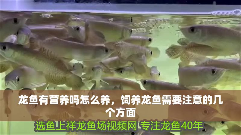 龍魚有營養(yǎng)嗎怎么養(yǎng)，飼養(yǎng)龍魚需要注意的幾個方面