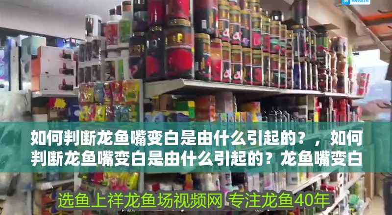 如何判斷龍魚嘴變白是由什么引起的？，如何判斷龍魚嘴變白是由什么引起的？龍魚嘴變白會自愈嗎？ 如何判斷龍魚嘴變白是由什么引起的？，如何判斷龍魚嘴變白是由什么引起的？龍魚嘴變白會自愈嗎？ 龍魚百科