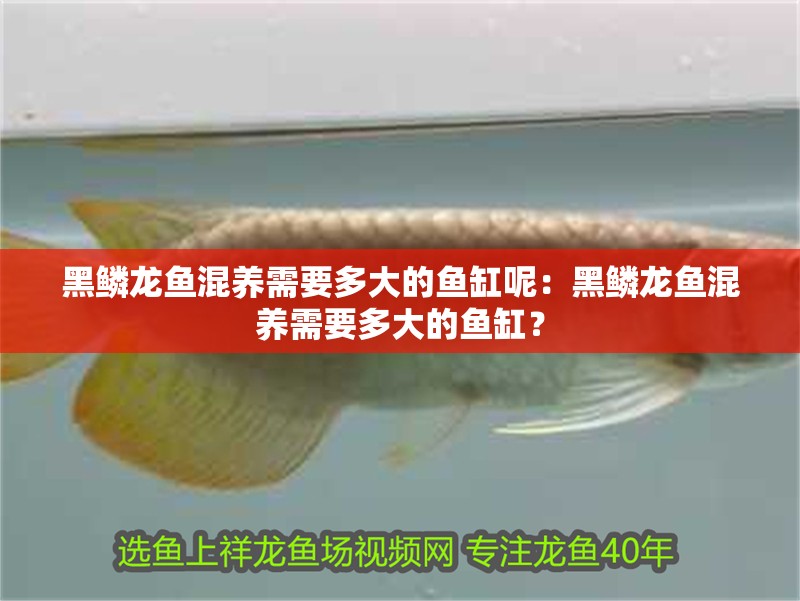 黑鱗龍魚混養需要多大的魚缸呢：黑鱗龍魚混養需要多大的魚缸？