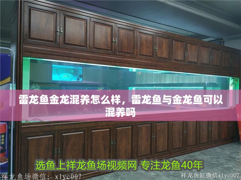 雷龍魚金龍混養怎么樣，雷龍魚與金龍魚可以混養嗎