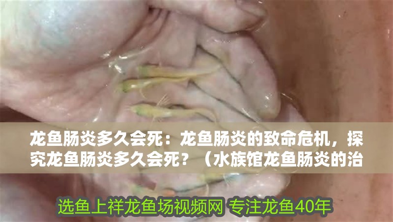 龍魚(yú)腸炎多久會(huì)死：龍魚(yú)腸炎的致命危機(jī)，探究龍魚(yú)腸炎多久會(huì)死？（水族館龍魚(yú)腸炎的治療方法）