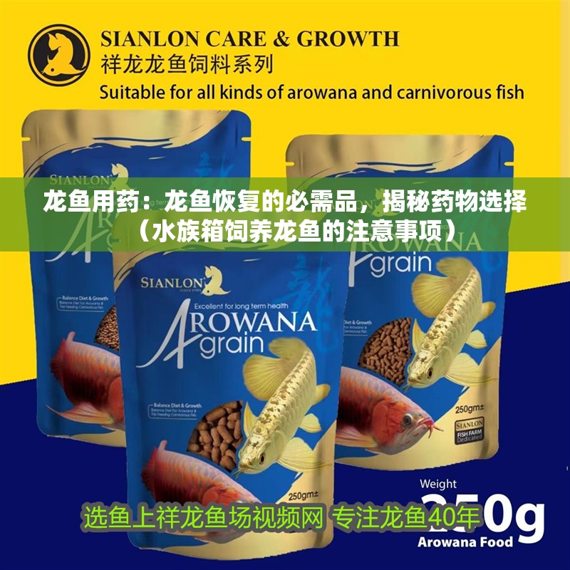 龍魚用藥：龍魚恢復的必需品，揭秘藥物選擇（水族箱飼養龍魚的注意事項）