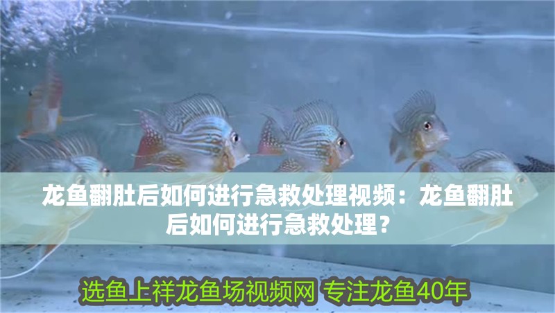 龍魚翻肚后如何進行急救處理視頻：龍魚翻肚后如何進行急救處理？