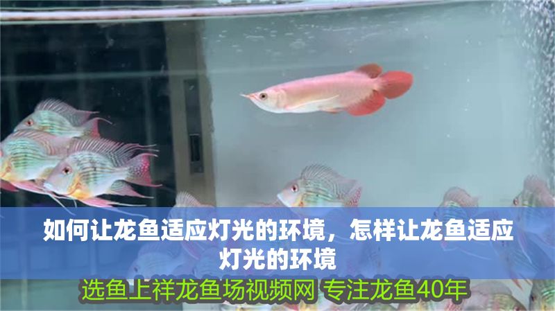 如何讓龍魚適應燈光的環境，怎樣讓龍魚適應燈光的環境
