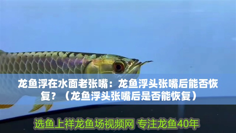 龍魚浮在水面老張嘴：龍魚浮頭張嘴后能否恢復？（龍魚浮頭張嘴后是否能恢復）