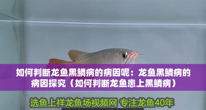 如何判斷龍魚黑鱗病的病因呢：龍魚黑鱗病的病因探究（如何判斷龍魚患上黑鱗病）
