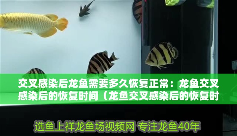 交叉感染后龍魚需要多久恢復正常：龍魚交叉感染后的恢復時間（龍魚交叉感染后的恢復時間）