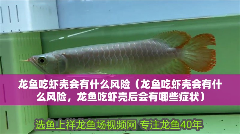 龍魚吃蝦殼會有什么風險（龍魚吃蝦殼會有什么風險，龍魚吃蝦殼后會有哪些癥狀）