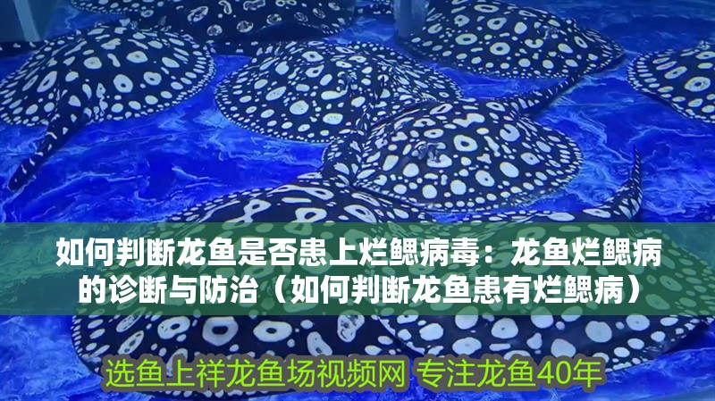 如何判斷龍魚是否患上爛鰓病毒：龍魚爛鰓病的診斷與防治（如何判斷龍魚患有爛鰓病）