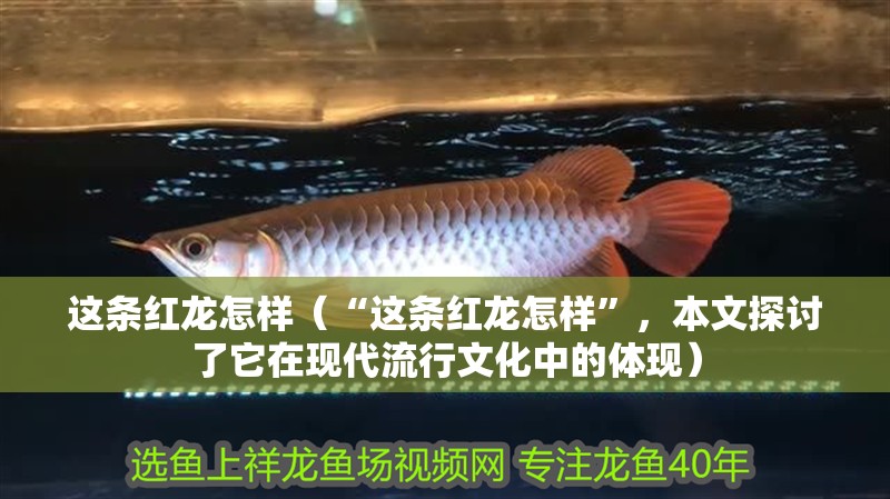 這條紅龍怎樣（“這條紅龍怎樣”，本文探討了它在現代流行文化中的體現）
