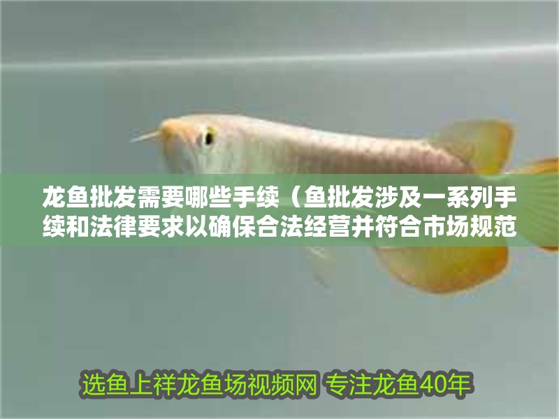 龍魚批發(fā)需要哪些手續(xù)（魚批發(fā)涉及一系列手續(xù)和法律要求以確保合法經(jīng)營并符合市場(chǎng)規(guī)范）