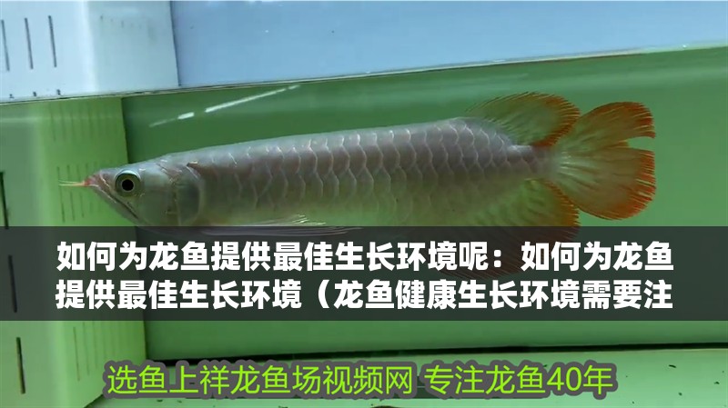 如何為龍魚提供最佳生長環(huán)境呢：如何為龍魚提供最佳生長環(huán)境（龍魚健康生長環(huán)境需要注意不要過量喂食，以免造成龍魚生長環(huán)境）