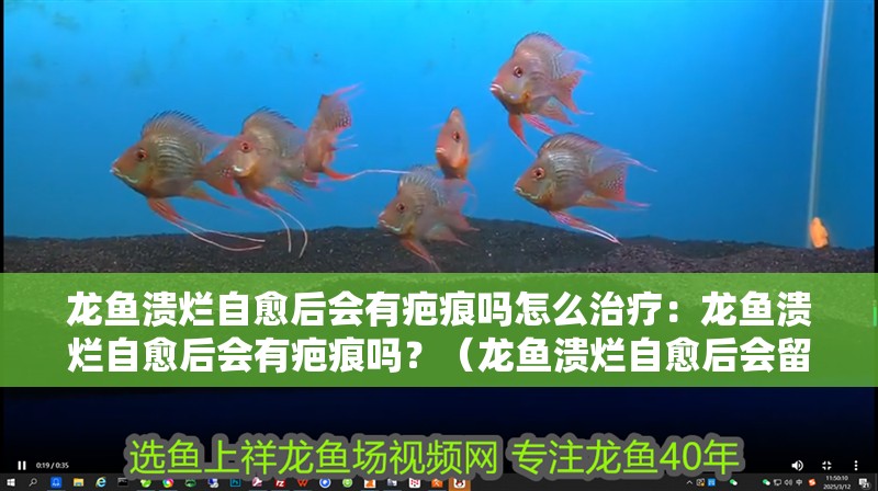 龍魚潰爛自愈后會有疤痕嗎怎么治療：龍魚潰爛自愈后會有疤痕嗎？（龍魚潰爛自愈后會留下疤痕嗎） 龍魚潰爛自愈后會有疤痕嗎怎么治療：龍魚潰爛自愈后會有疤痕嗎？（龍魚潰爛自愈后會留下疤痕嗎） 水族問答