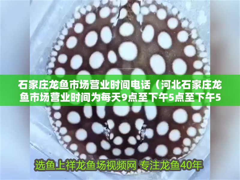 石家莊龍魚市場營業時間電話（河北石家莊龍魚市場營業時間為每天9點至下午5點至下午5點）