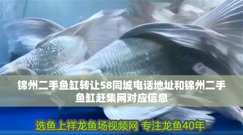 錦州二手魚缸轉讓58同城電話地址和錦州二手魚缸趕集網對應信息