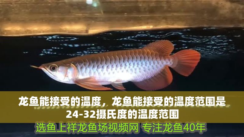 龍魚能接受的溫度，龍魚能接受的溫度范圍是24-32攝氏度的溫度范圍