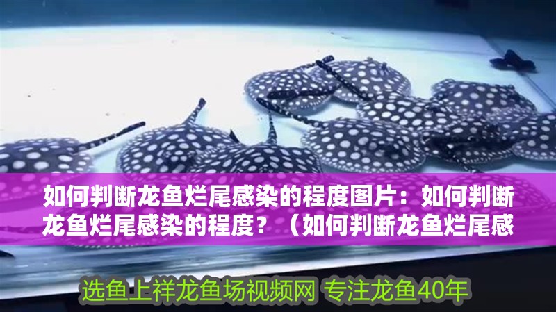 如何判斷龍魚爛尾感染的程度圖片：如何判斷龍魚爛尾感染的程度？（如何判斷龍魚爛尾感染的程度）