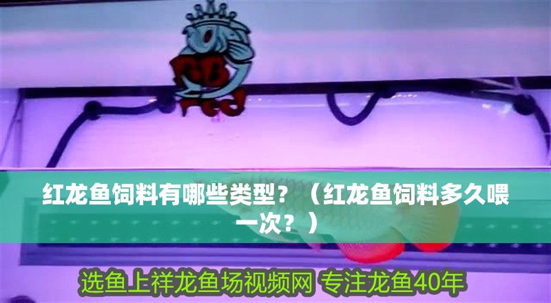 詳細閱讀:紅龍魚飼料有哪些類型?(紅龍魚飼料多久喂一次?) 紅龍魚飼料有哪些類型?(紅龍魚飼料多久喂一次?)