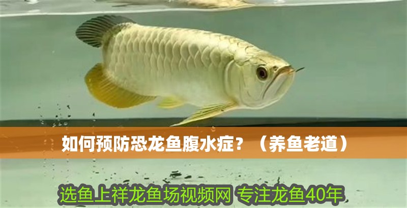 如何預防恐龍魚腹水癥？（養(yǎng)魚老道）