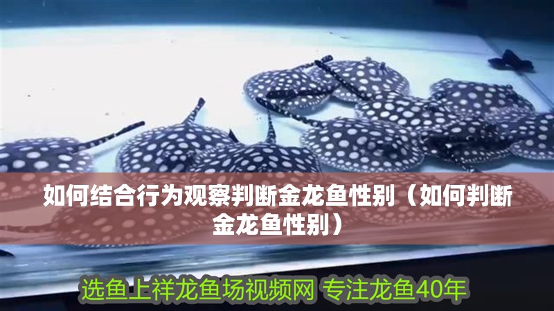 如何結(jié)合行為觀察判斷金龍魚性別（如何判斷金龍魚性別）