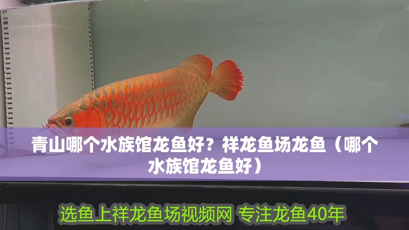 <strong><mark>青山</mark></strong>哪個水族館龍魚好？祥龍魚場龍魚（哪個水族館龍魚好）