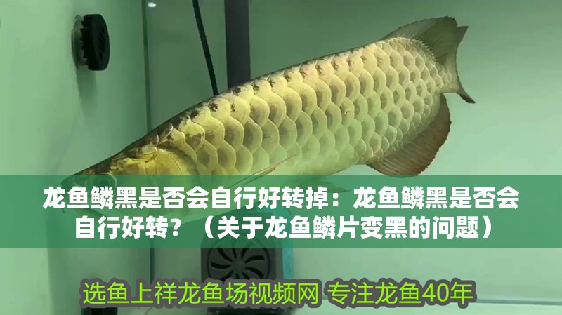 龍魚(yú)鱗黑是否會(huì)自行好轉(zhuǎn)掉：龍魚(yú)鱗黑是否會(huì)自行好轉(zhuǎn)？（關(guān)于龍魚(yú)鱗片變黑的問(wèn)題）