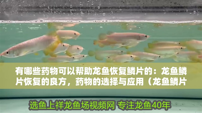 有哪些藥物可以幫助龍魚恢復(fù)鱗片的：龍魚鱗片恢復(fù)的良方，藥物的選擇與應(yīng)用（龍魚鱗片修復(fù)的方法）