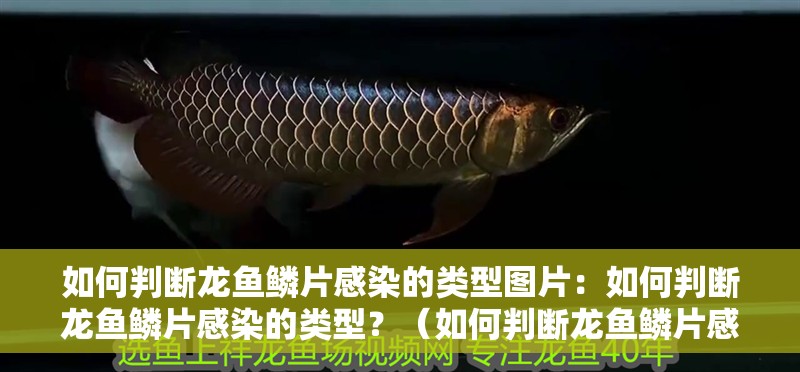 如何判斷龍魚鱗片感染的類型圖片：如何判斷龍魚鱗片感染的類型？（如何判斷龍魚鱗片感染的類型）