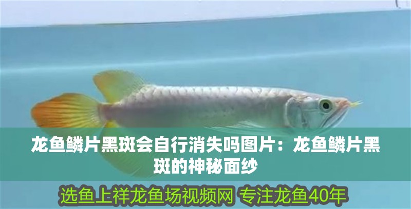 龍魚鱗片黑斑會自行消失嗎圖片：龍魚鱗片黑斑的神秘面紗