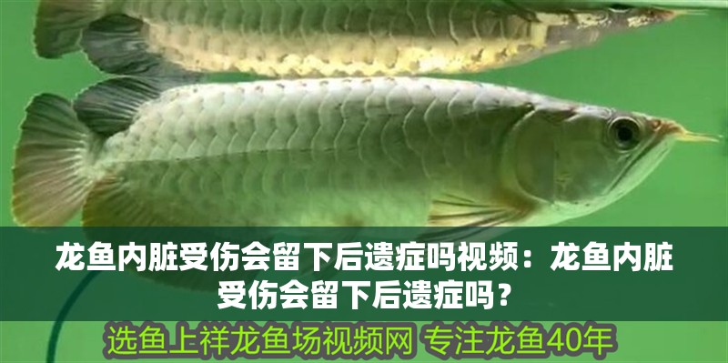 龍魚內臟受傷會留下后遺癥嗎視頻：龍魚內臟受傷會留下后遺癥嗎？ 龍魚內臟受傷會留下后遺癥嗎視頻：龍魚內臟受傷會留下后遺癥嗎？ 水族問答