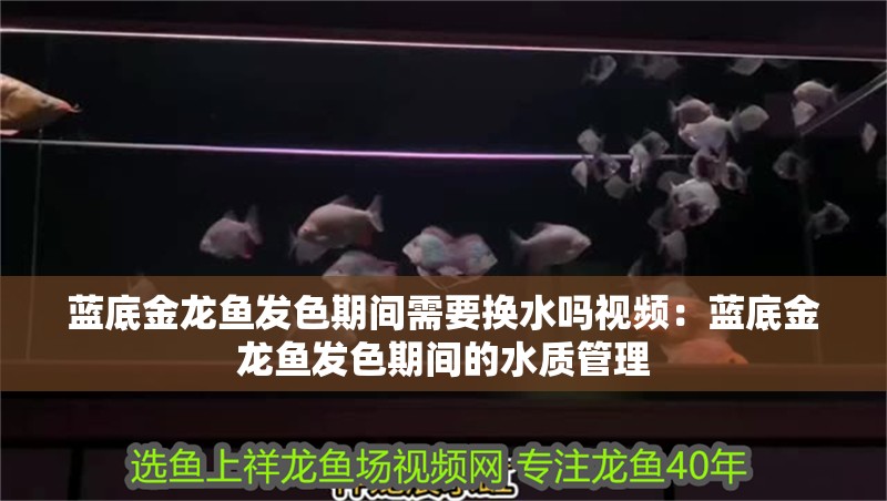 藍(lán)底金龍魚發(fā)色期間需要換水嗎視頻：藍(lán)底金龍魚發(fā)色期間的水質(zhì)管理