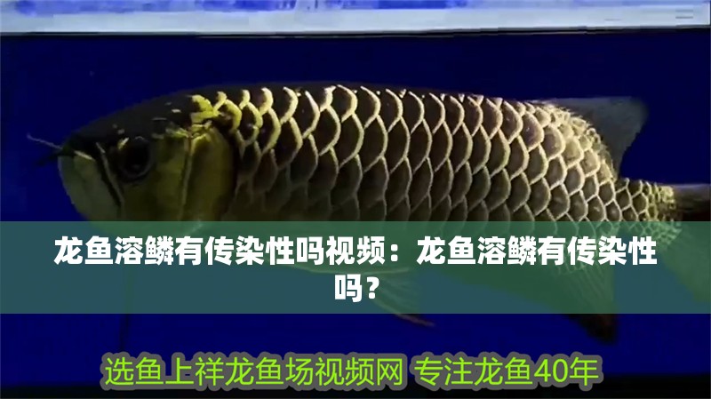龍魚溶鱗有傳染性嗎視頻：龍魚溶鱗有傳染性嗎？ 龍魚溶鱗有傳染性嗎視頻：龍魚溶鱗有傳染性嗎？ 水族問(wèn)答