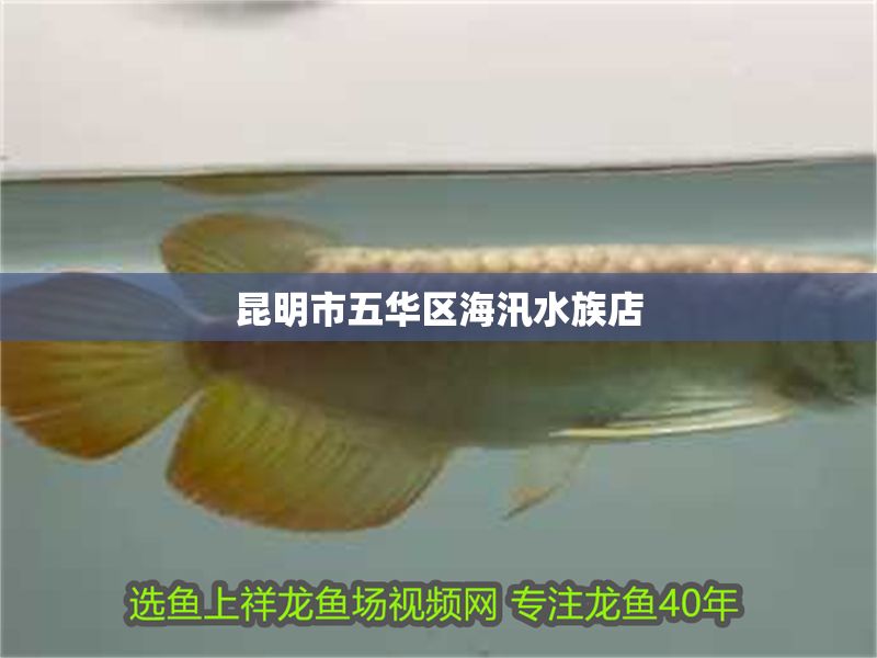 昆明市五華區海汛水族店