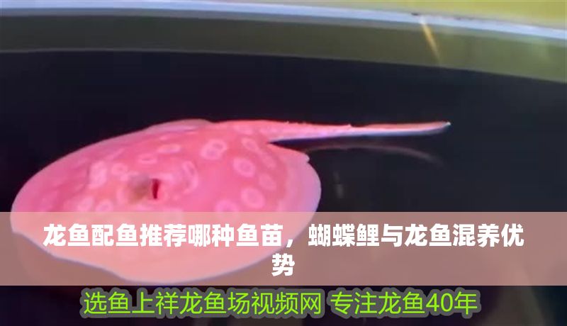 龍魚配魚推薦哪種魚苗，蝴蝶鯉與龍魚混養優勢