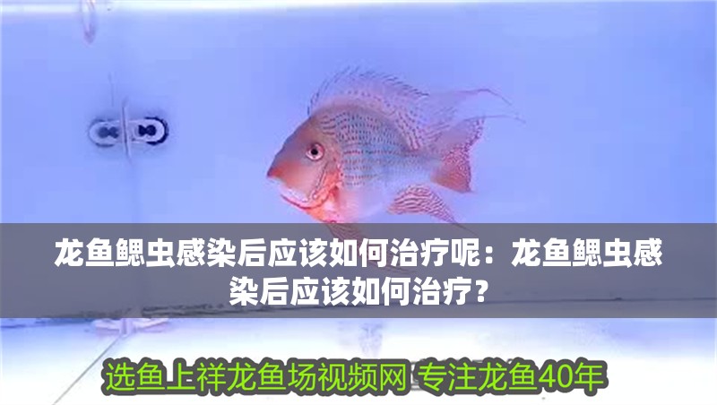 龍魚鰓蟲感染后應該如何治療呢：龍魚鰓蟲感染后應該如何治療？