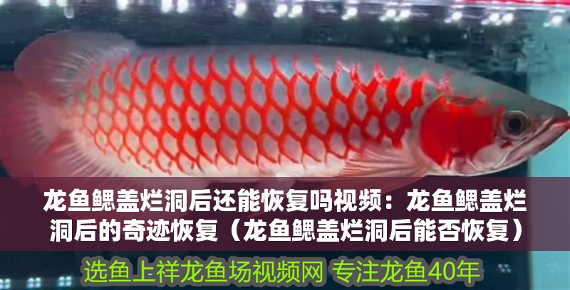 龍魚鰓蓋爛洞后還能恢復嗎視頻：龍魚鰓蓋爛洞后的奇跡恢復（龍魚鰓蓋爛洞后能否恢復）