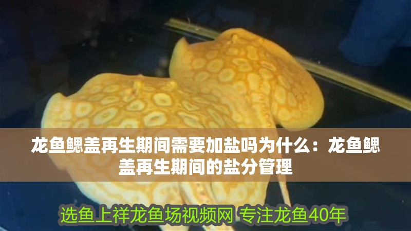龍魚鰓蓋再生期間需要加鹽嗎為什么：龍魚鰓蓋再生期間的鹽分管理
