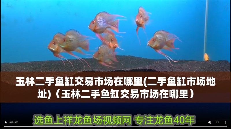 玉林二手魚缸交易市場在哪里(二手魚缸市場地址)（玉林二手魚缸交易市場在哪里）