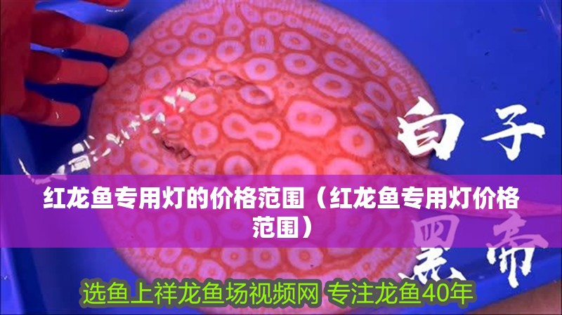 紅龍魚(yú)專用燈的價(jià)格范圍（紅龍魚(yú)專用燈價(jià)格范圍）