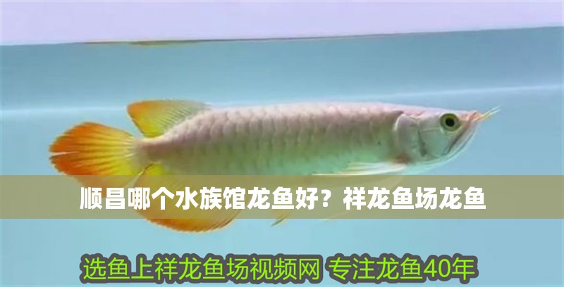順昌哪個水族館龍魚好？祥龍魚場龍魚